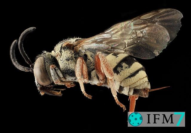 significado de soñar con abeja