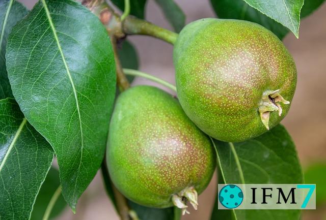 significado de soñar con peral