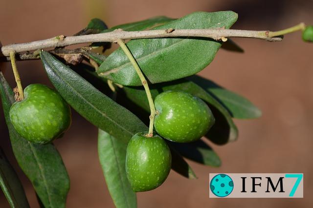 significado de soñar con olivos