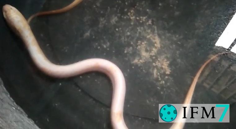 significado de soñar con anguila