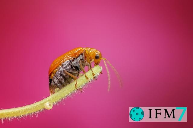 errores de interpretación de sueños en la boca