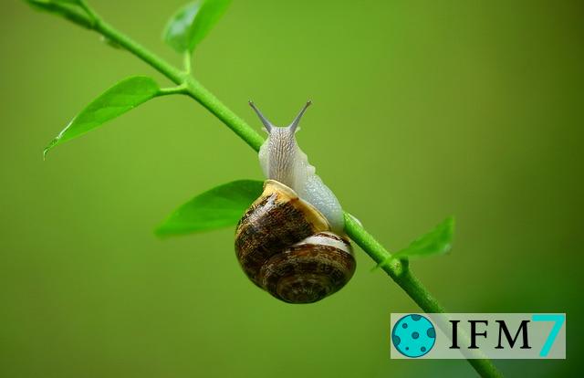 significado de soñar con caracol