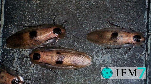significado de soñar con cucaracha