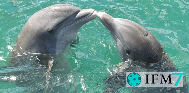 ¿Qué significa cuando ves un delfín?