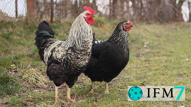 significado de soñar con pollo