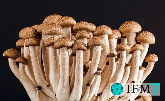 significado de soñar con hongos