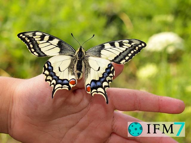 soñar con mariposa aterrizando en la cabeza