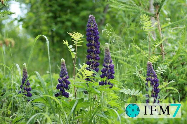 significado de soñar con jardin