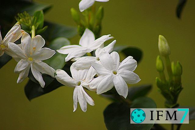 significado de soñar con jazmin