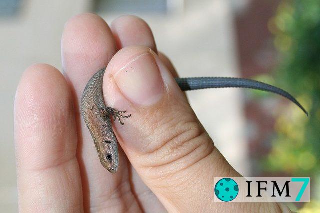 Interpretacion de soñar con lagarto muerto