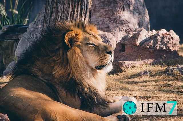 significado de soñar con leon