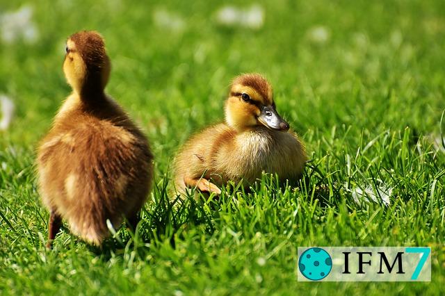 significado de soñar con pato