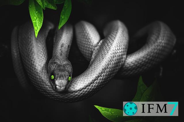 sueños de serpiente