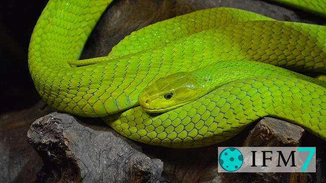 soñar con serpientes verdes