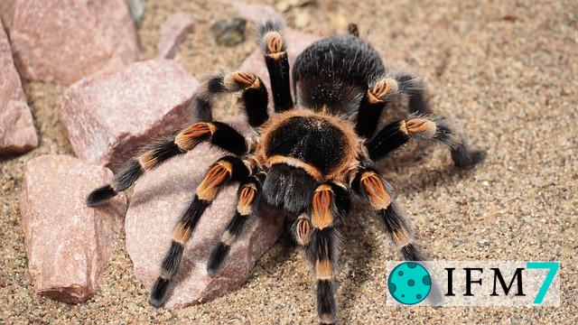 significado de soñar con tarantula