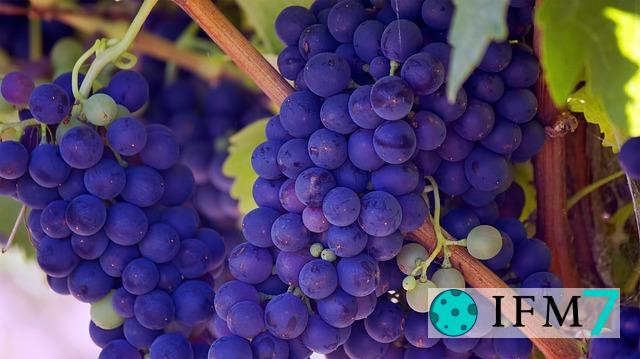 significado de soñar con uva