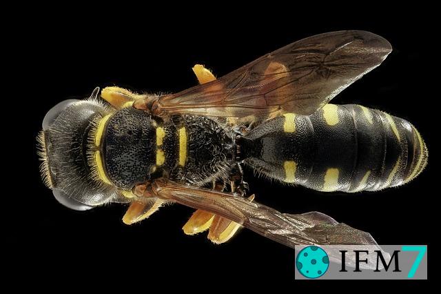 significado de soñar con picadura de avispa