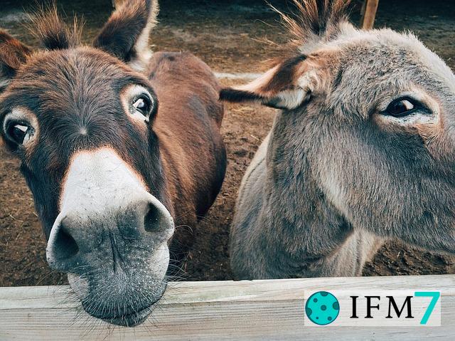 significado de soñar con burro