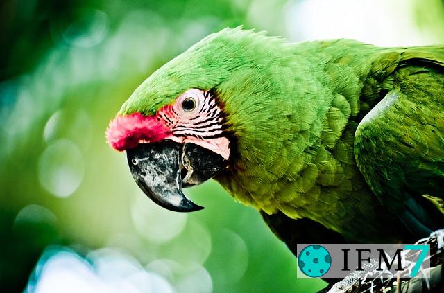 ver loro en sueños significa