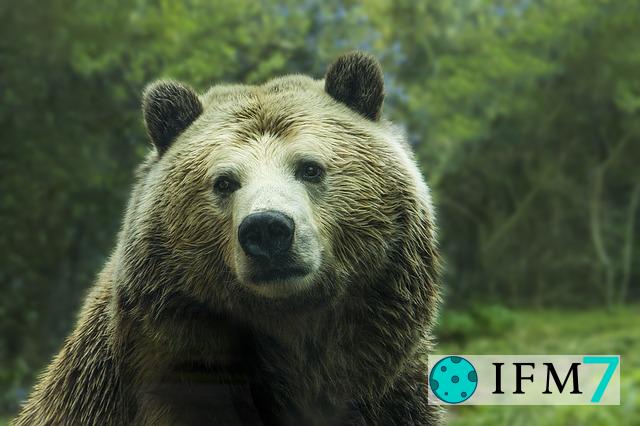 significado de soñar con oso
