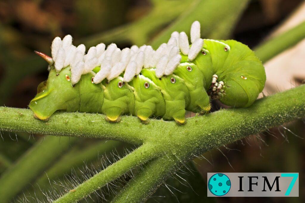 Significado de soñar con gusanos