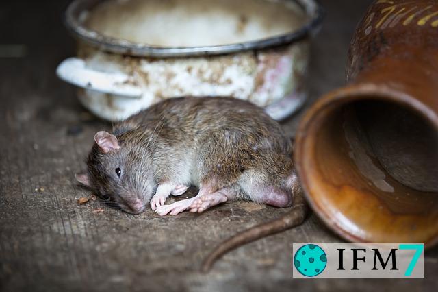 significado de soñar con rata